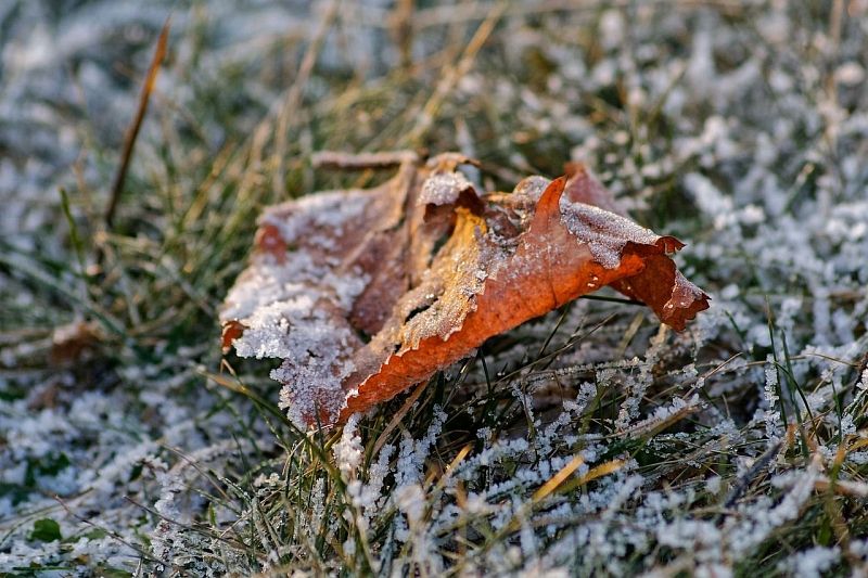 Солнечная погода с заморозками по ночам прогнозируется в Краснодарском крае в выходные