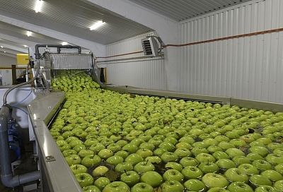 Почва для роста: как господдержка помогает развиваться агробизнесу