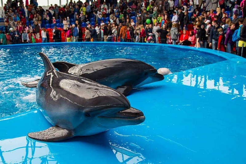 В Краснодарском крае владельцев дельфинариев оштрафовали на 1,5 млн рублей