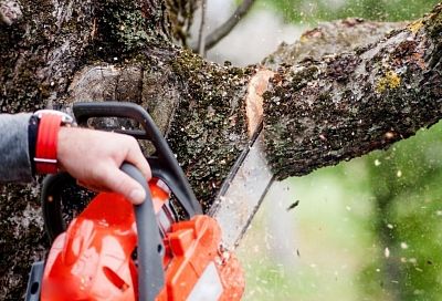 В Краснодаре разработали рекомендации по обрезке деревьев