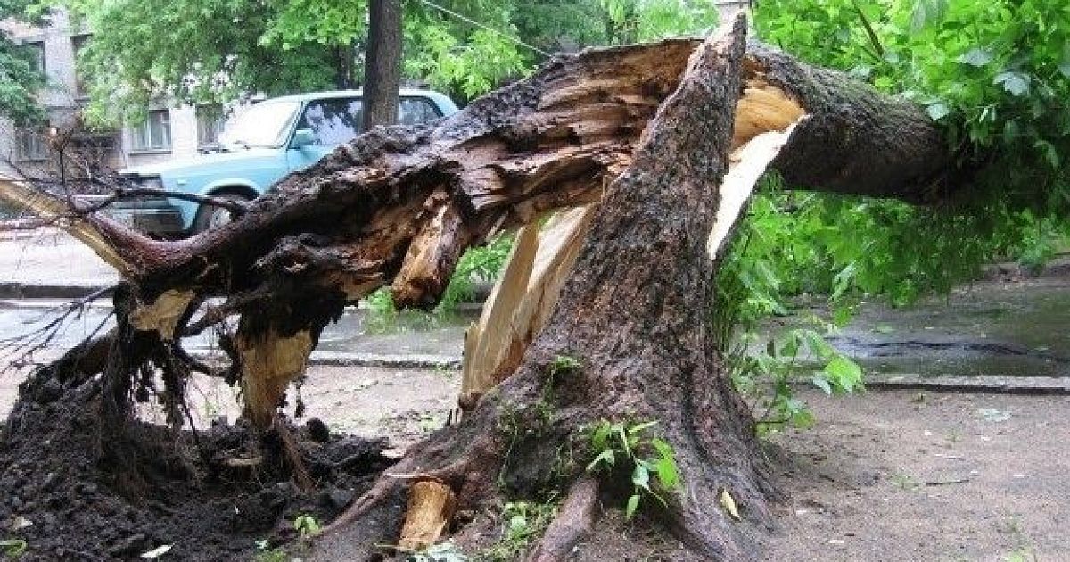 Упало дерево в парке