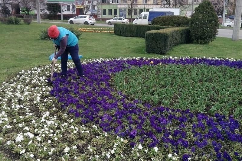 660 тысяч цветов высадят этой весной в Краснодаре
