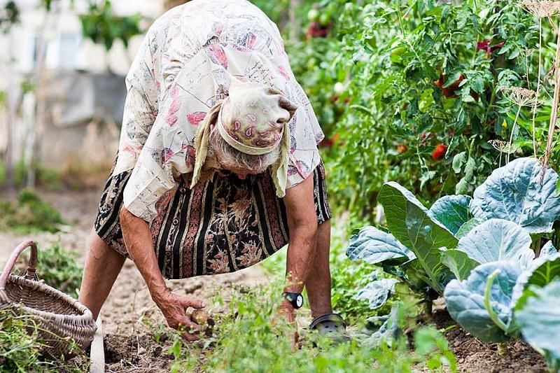 Россиян предупредили об опасности работ в огороде