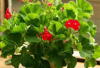 Желтые листья у герани не приговор, а подсказка: 5 главных ошибок в уходе за цветком. Как вернуть растению здоровый вид