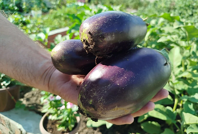 Рассадный марафон баклажанов: от семян до первых плодов