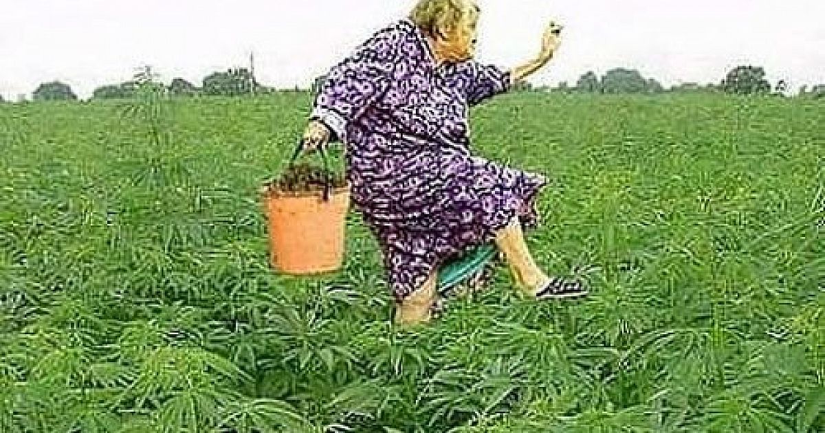 Я выйду за город крапив. Бабка с марихуаной. Бабка в поле. Смешные грядки и бабули конопля. Бабка выращивает траву.
