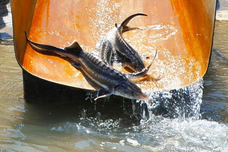 Ущерб на 12 млн: экс-директор рыбзавода в Адыгее стал фигурантом дела о гибели более 100 тыс. осетровых