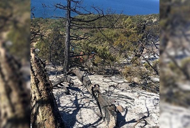 Краснодарскому краю предрекли сильные лесные пожары