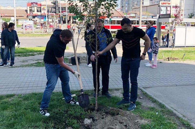 В Юбилейном микрорайоне Краснодара высадили 50 деревьев