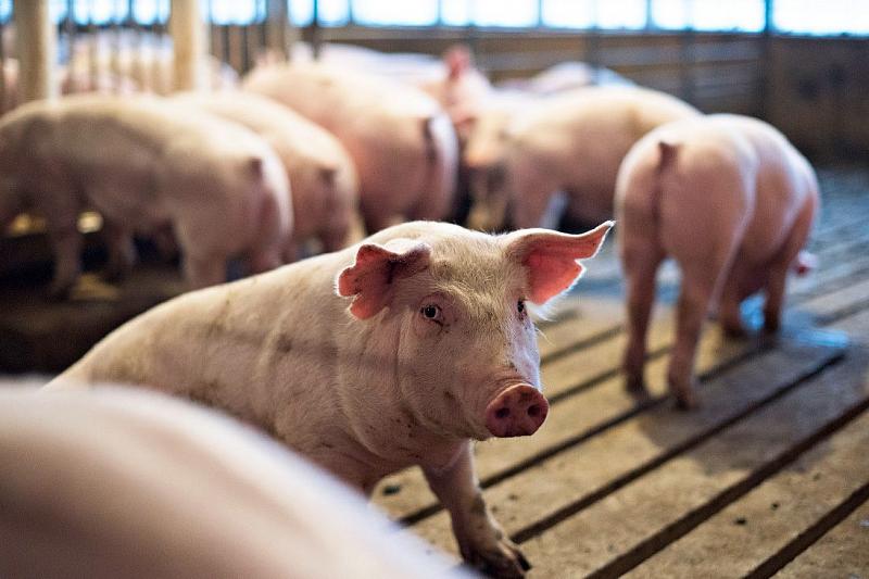 В Краснодарском крае домашних свиней и диких кабанов проверяют на АЧС