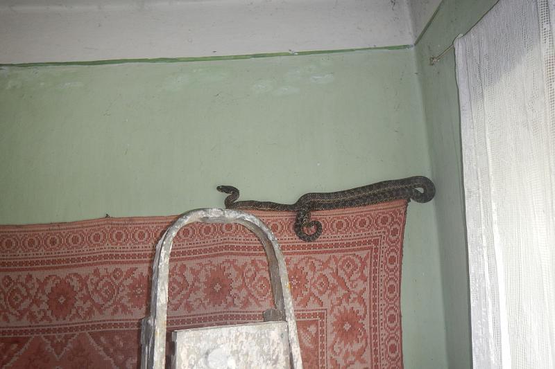 Спасатели поймали в спальне жителей Краснодарского края 1,5-метровую змею
