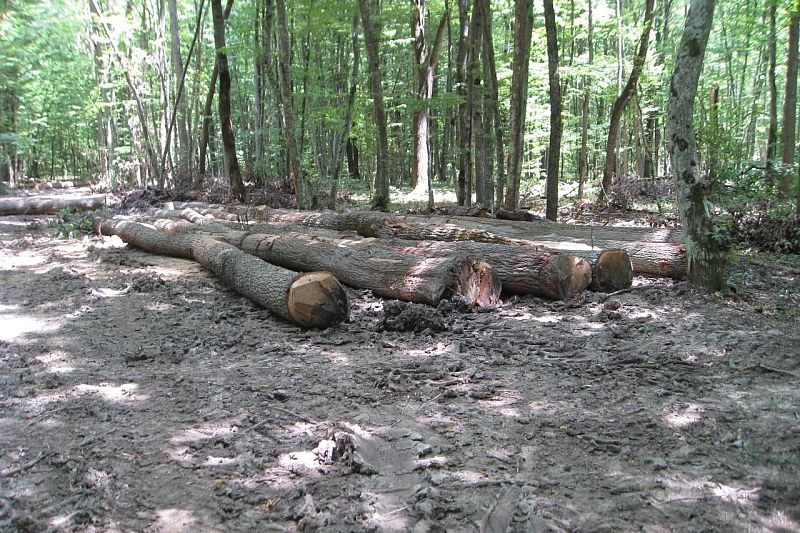 В Туапсинском районе незаконно вырубили деревья на 660 млн 