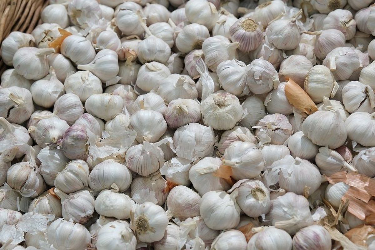 Готовим почву под озимый чеснок: правила, которыми нельзя пренебрегать