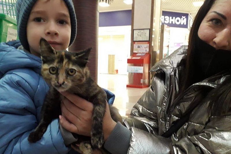 Зашел за продуктами, вернулся с котом: в Краснодаре зоозащитники раздают животных в торговом центре