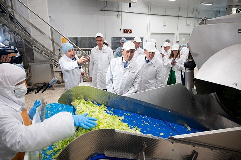 Комплекс по выращиванию и переработке салатной продукции запустили на Кубани