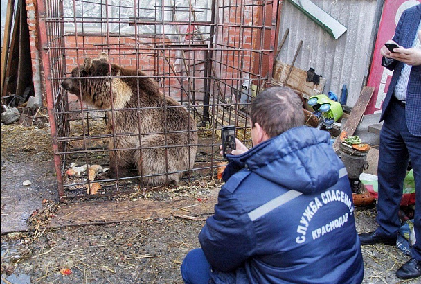 Медведь Афанасий переезжает из Краснодара в Адыгею