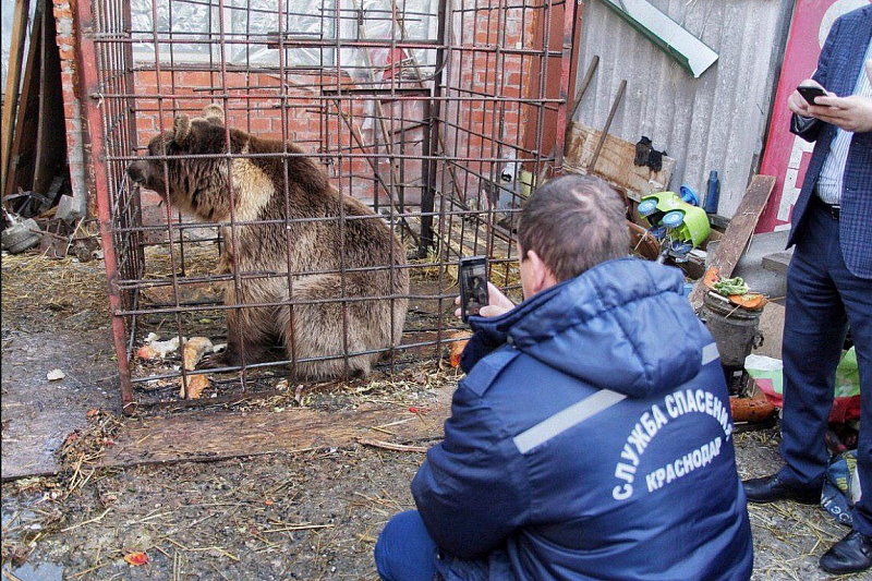 Медведь Афанасий переезжает из Краснодара в Адыгею