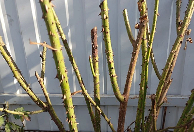 Роза почернела после зимы: причины и меры восстановления