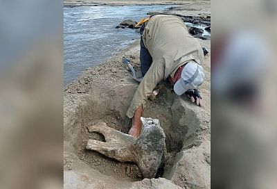 Кости древних слонов и саламандр обнаружили палеонтологи на Кубани