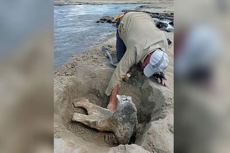 Кости древних слонов и саламандр обнаружили палеонтологи на Кубани