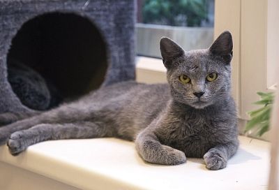 Провела мокрой рукой по дивану и шерсти нет: три простых способа очистить мебель или ковер от шерсти любимой кошки