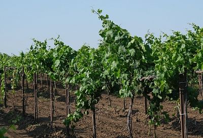 АПК Краснодарского края: 100 млрд инвестиций и новые агротехнологии за 10 лет