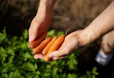 Не стоит спешить с посадкой моркови: как выбрать оптимальное время для посева и избежать ошибок