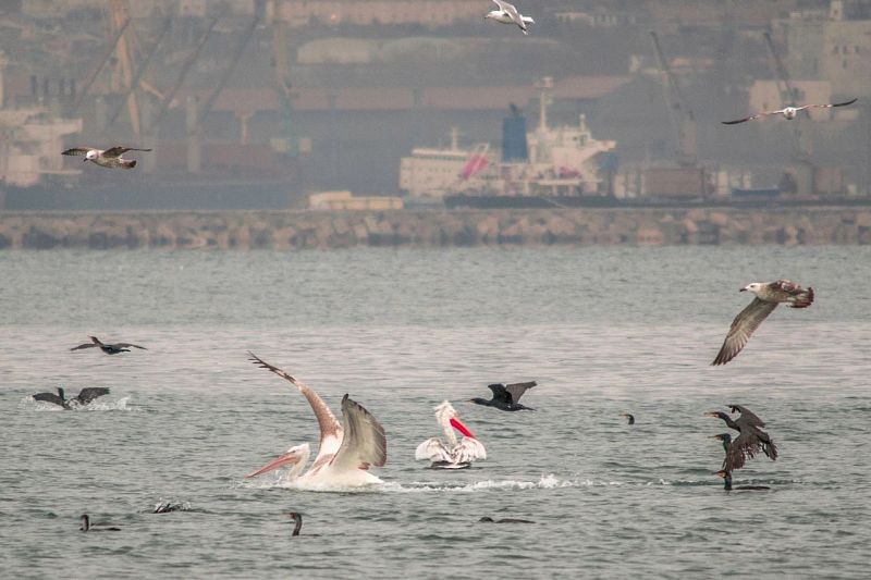 Пеликаны прилетели на зимовку в Новороссийск