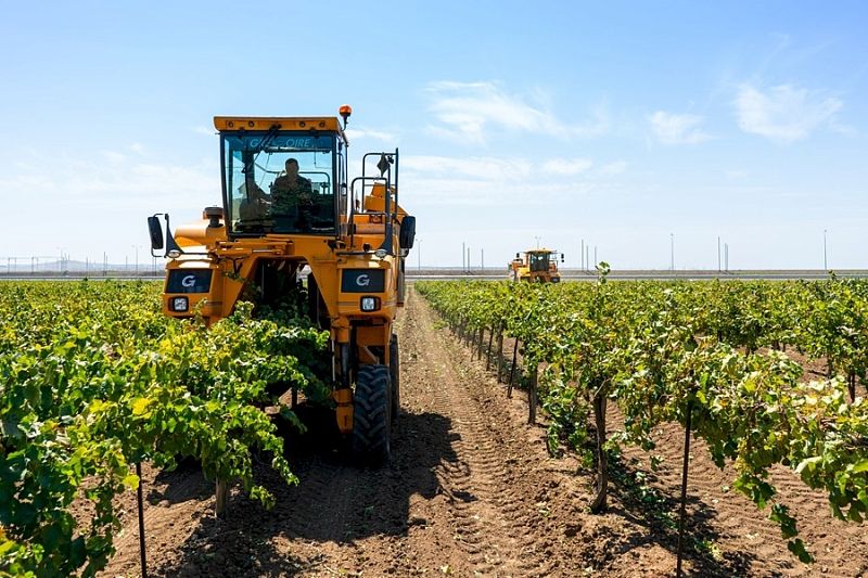 Челябинский агрохолдинг заложил более 350 гектаров новых виноградников на Кубани