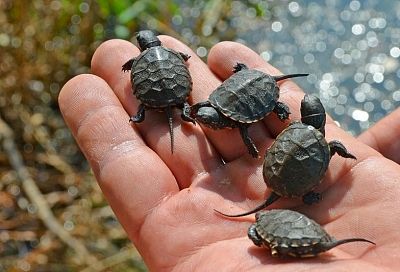 Биологи выпустили болотных черепах жить в анапских плавнях