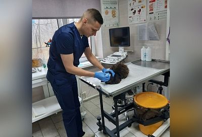 На Сахалине бездомный кот сам посещает ветеринаров, когда ему необходимо лечение