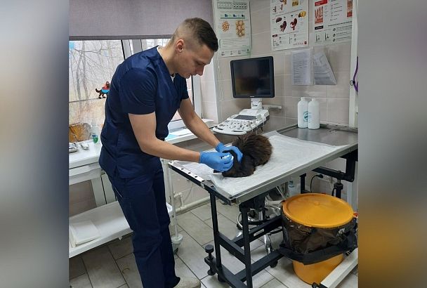 На Сахалине бездомный кот сам посещает ветеринаров, когда ему необходимо лечение