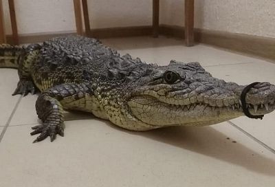 Крокодила изъяли полицейские у фотографа-живодера в Анапе