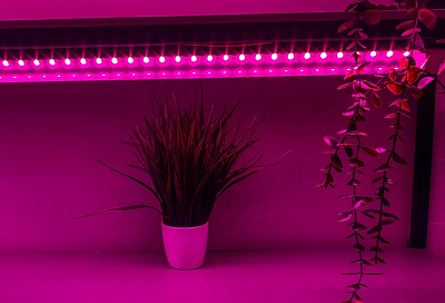 Свет – двигатель прогресса: каким должно быть расстояние от фитолампы до рассады