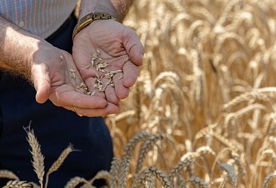Что посеешь: Кубань выбирает семена собственной селекции 