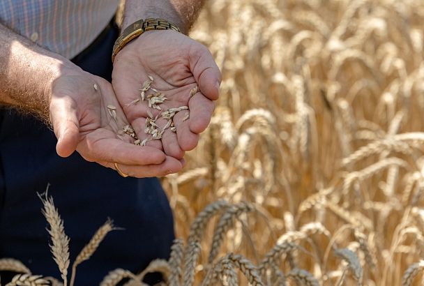 Что посеешь: Кубань выбирает семена собственной селекции 