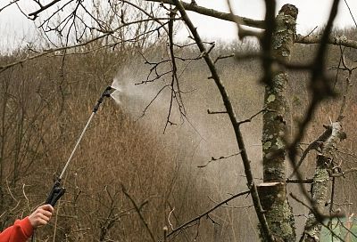 Не смотри на календарь: как понять, что пришло время для осенней искореняющей обработки