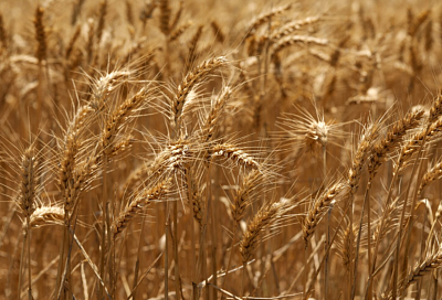 Минсельхоз предложил снизить ценовые ориентиры для государственных интервенций на рынке пшеницы