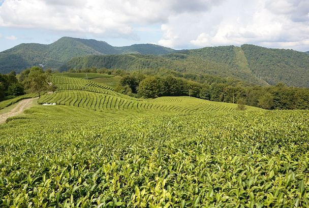 Качество и вкус в одной чашке: как собирают самый северный чай в мире