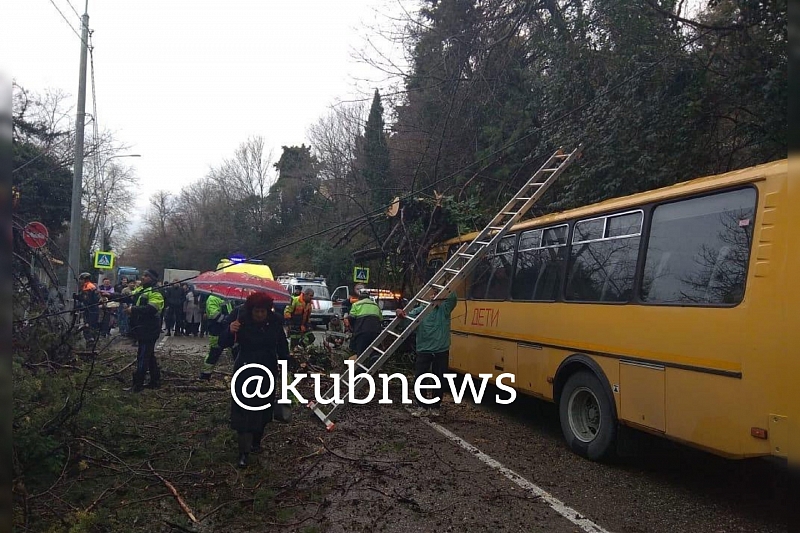 В Краснодарском крае дерево рухнуло на школьный автобус