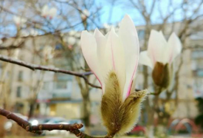 Апрельская погода в феврале: когда на Кубани ожидается пик потепления