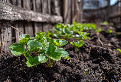 Как бороться с хрущом на клубнике: личинки майского жука и способы защиты