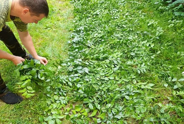 Безработный собрал букет из краснокнижных растений на 2 млн рублей в Кавказском заповеднике