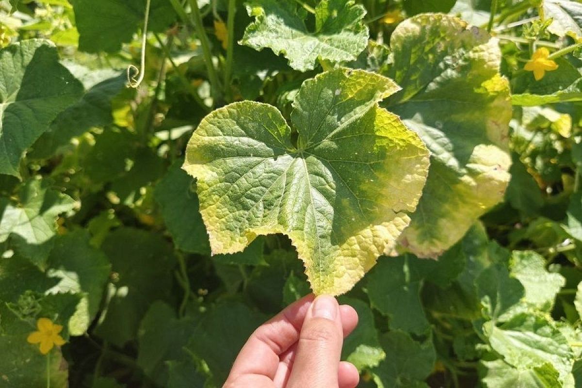 Жалоба «написана» на листе: как по внешнему виду растения определить, чего ему не хватает