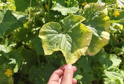 Жалоба «написана» на листе: как по внешнему виду растения определить, чего ему не хватает