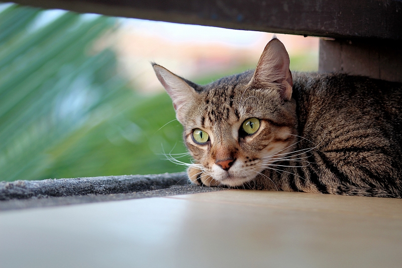 Могут ли кошки быть разносчиком COVID-19?