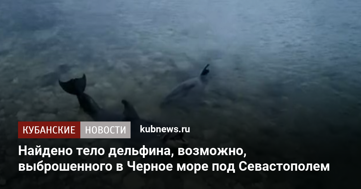 Дельфины черного моря опасны ли для человека. Выброшенные дельфины найдены. В Севастополе ищут дельфинов. Черный Дельфин.