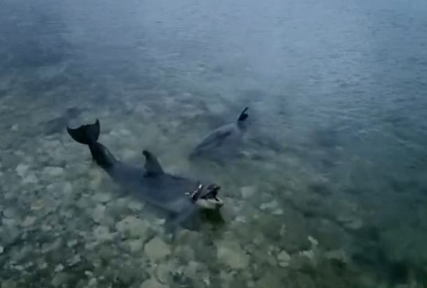 Найдено тело дельфина, возможно, выброшенного в Черное море под Севастополем