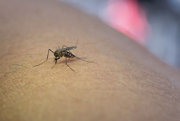 Чего можно ожидать от комаров: болезни, которые передаются при укусе насекомых