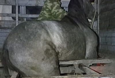 На Кубани при перевозке лошадь проломила дно «Газели» и застряла в раме авто 